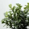 15cm Aglaia Odorata Leaves Artificial Plant  in Ceramic pot 2 15cm Aglaia Odorata Leaves Artificial Plant  in Ceramic pot