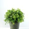 20cm Aglaia Odorata Leaves Artificial Plant  in Paper Pulp pot
