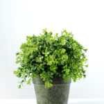 20cm Aglaia Odorata Leaves Artificial Plant  in Paper Pulp pot