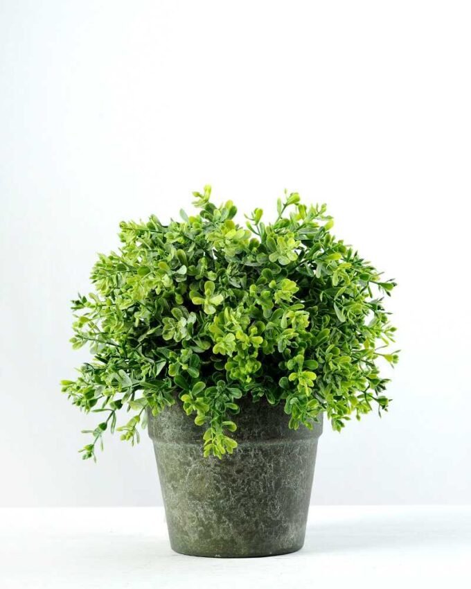 20cm Aglaia Odorata Leaves Artificial Plant  in Paper Pulp pot