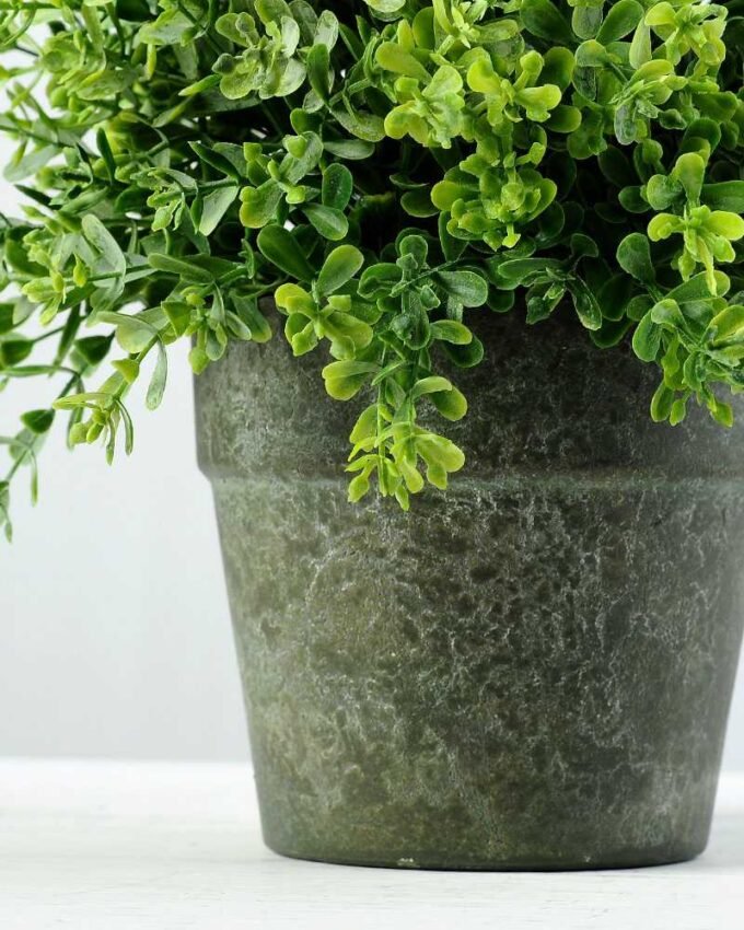 20cm Aglaia Odorata Leaves Artificial Plant  in Paper Pulp pot