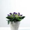 13cm Aglaia Odorata Silk Flower  in Paper Pulp pot