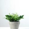 13cm Aglaia Odorata Silk Flower  in Paper Pulp pot