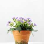 14cm Aglaia Odorata Silk Flower  in Paper Pulp pot