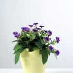 15cm Aglaia Odorata Silk Flower  in Paper Pulp pot