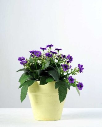 15cm Aglaia Odorata Silk Flower  in Paper Pulp pot