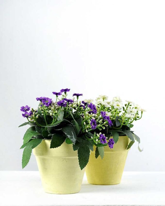 15cm Aglaia Odorata Silk Flower  in Paper Pulp pot