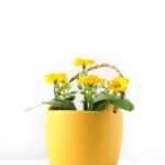 10cm Aglaia Odorata Silk Flower  in Ceramic pot