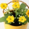 10cm Aglaia Odorata Silk Flower  in Ceramic pot 2 10cm Aglaia Odorata Silk Flower  in Ceramic pot