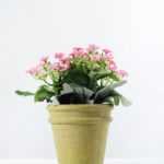 35 Heads  Aglaia Odorata Silk Flower  in Paper Pulp pot