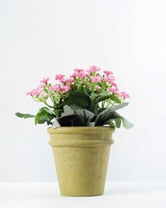 35 Heads  Aglaia Odorata Silk Flower  in Paper Pulp pot