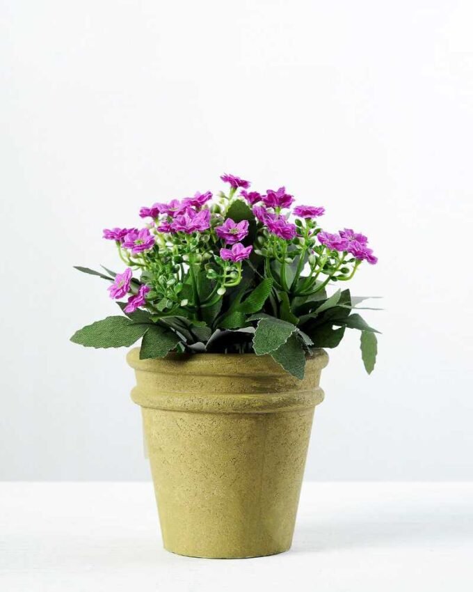 35 Heads  Aglaia Odorata Silk Flower  in Paper Pulp pot