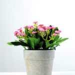 17cm Aglaia Odorata Silk Flower  in Paper Pulp pot