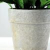 17cm Aglaia Odorata Silk Flower  in Paper Pulp pot