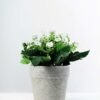 17cm Aglaia Odorata Silk Flower  in Paper Pulp pot
