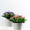 17cm Aglaia Odorata Silk Flower  in Paper Pulp pot