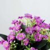 11cm Aglaia Odorata Silk Flower  in Metal Watering Can 2 11cm Aglaia Odorata Silk Flower  in Metal Watering Can