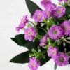 11cm Aglaia Odorata Silk Flower  in Metal Watering Can 3 11cm Aglaia Odorata Silk Flower  in Metal Watering Can