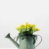 11cm Aglaia Odorata Silk Flower  in Metal Watering Can 6 11cm Aglaia Odorata Silk Flower  in Metal Watering Can