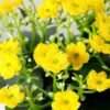 11cm Aglaia Odorata Silk Flower  in Metal Watering Can 7 11cm Aglaia Odorata Silk Flower  in Metal Watering Can