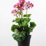 40cm Begonia Silk Flower  in Plastic pot
