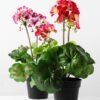 40cm Begonia Silk Flower  in Plastic pot 3 40cm Begonia Silk Flower  in Plastic pot