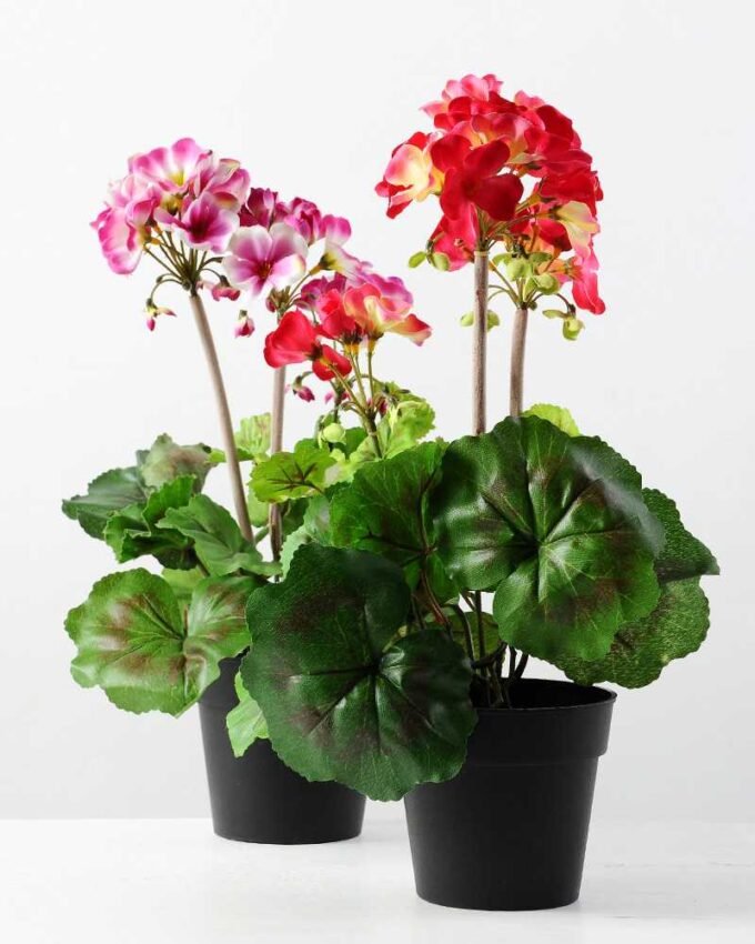 40cm Begonia Silk Flower  in Plastic pot 3 40cm Begonia Silk Flower  in Plastic pot