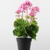 40cm Begonia Silk Flower  in Plastic pot 4 40cm Begonia Silk Flower  in Plastic pot