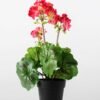 40cm Begonia Silk Flower  in Plastic pot 5 40cm Begonia Silk Flower  in Plastic pot