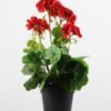 40cm Begonia Silk Flower  in Plastic pot 6 40cm Begonia Silk Flower  in Plastic pot