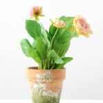 22cm Camellia Silk Flower  in Paper Pulp pot