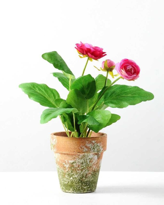 22cm Camellia Silk Flower  in Paper Pulp pot