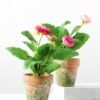 22cm Camellia Silk Flower  in Paper Pulp pot