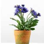 25cm Chrysanthemum Mums Silk Flower  in Paper Pulp pot