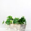 12cm Clover Artificial Plant  in Wood Planter 1 12cm Clover Artificial Plant  in Wood Planter