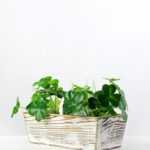 12cm Clover Artificial Plant  in Wood Planter