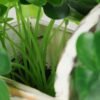12cm Clover Artificial Plant  in Wood Planter 2 12cm Clover Artificial Plant  in Wood Planter