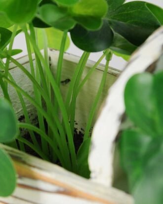 12cm Clover Artificial Plant  in Wood Planter Potted Flowers&Plants YeahFlower is one of Chinese leading OEM manufacturers and exporters , supplying the silk flowers, wholesale artificial trees 12cm Clover Artificial Plant  in Wood Planter