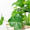 12cm Clover Artificial Plant  in Wood Planter 3 12cm Clover Artificial Plant  in Wood Planter