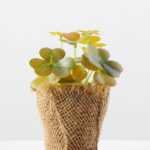 14cm Clover Artificial Plant  in Burlap wrap