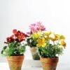 20cm Coreopsis Silk Flower  in Paper Pulp pot
