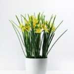 27cm Daffodil Silk Flower  in Plastic pot