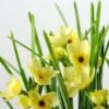 27cm Daffodil Silk Flower  in Plastic pot 2 27cm Daffodil Silk Flower  in Plastic pot
