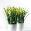 27cm Daffodil Silk Flower  in Plastic pot 4 27cm Daffodil Silk Flower  in Plastic pot