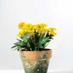 14cm Daisy Silk Flower  in Paper Pulp pot