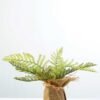 15cm Davallia Artificial Plant  in Burlap wrap 1 15cm Davallia Artificial Plant  in Burlap wrap