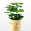 24cm Eucalyptus Artificial Plant  in Paper wrap pot