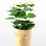 24cm Eucalyptus Artificial Plant  in Paper wrap pot