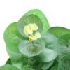 24cm Eucalyptus Artificial Plant  in Paper wrap pot