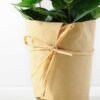24cm Eucalyptus Artificial Plant  in Paper wrap pot